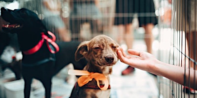 Hauptbild für Give a Dog a Home Sponsorship