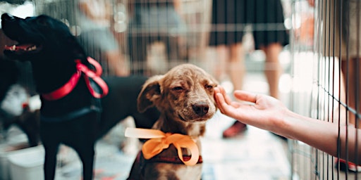 Imagem principal do evento Give a Dog a Home Sponsorship