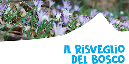 Hauptbild für Il risveglio del Bosco