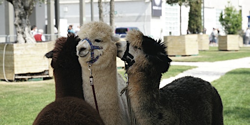 Imagem principal do evento Crea il tuo alpaca