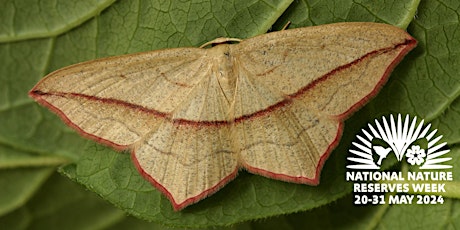 Roudsea Wood and Mosses Wonderful World of Moths