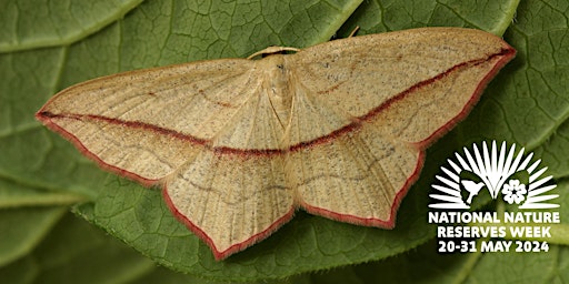 Primaire afbeelding van Roudsea Wood and Mosses Wonderful World of Moths