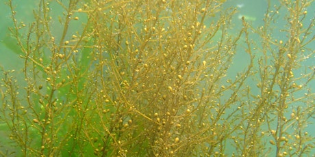 The Introduction and Spread of Sargassum muticum by Michael Cooper