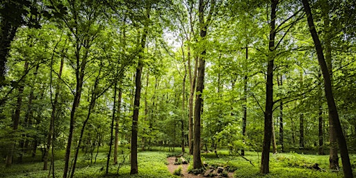 Managing a Sustainable Woodland for Nature and People primary image