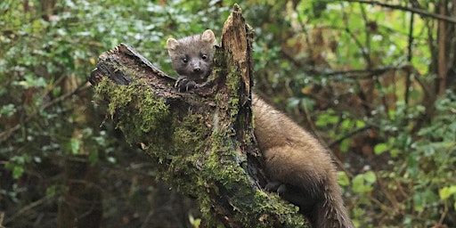 An afternoon getting to know the pine marten
