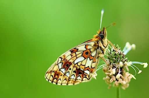 Imagem principal do evento Midsummer Butterflies