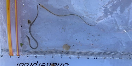 RESCHEDULED eel monitoring River Wey, Weybridge  – Training session