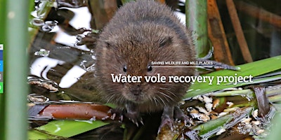 Imagem principal de The Sherbourne Valley Project - Water Vole Recovery Work Party