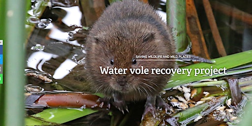 Immagine principale di The Sherbourne Valley Project - Water Vole Recovery Work Party 
