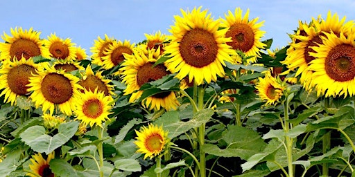 Gannochy Sunflower Competition '24