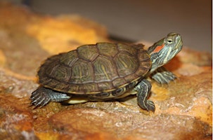 Hauptbild für Burpee Museum Carl's Critter Corner- Turtles