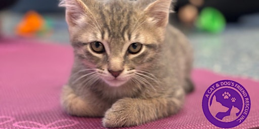 Imagem principal do evento June Kitten Yoga to Benefit a Cat & Dog's Friend Rescue