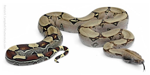 Image principale de Copy of Burpee Museum Carl's Critter Corner- Snakes  0624