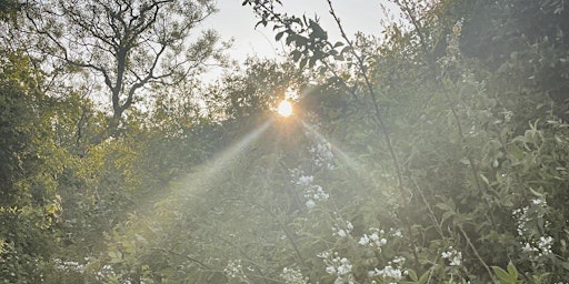 Setting Intentions - Morning Forest Bathing primary image
