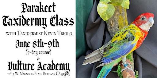 Primaire afbeelding van Rosella Parakeet Taxidermy Class with Kevin Triolo (2-Day Class)