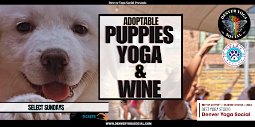 Image principale de Adoptable Puppies Yoga & Wine + Social Hour  in Rino