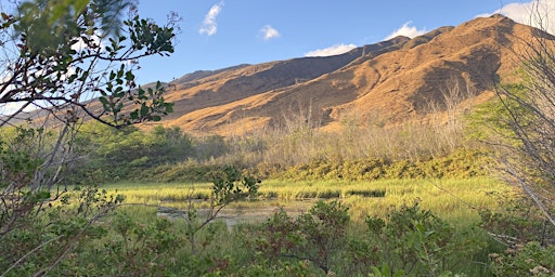 Imagen principal de Maui County Wetland Overlay Project