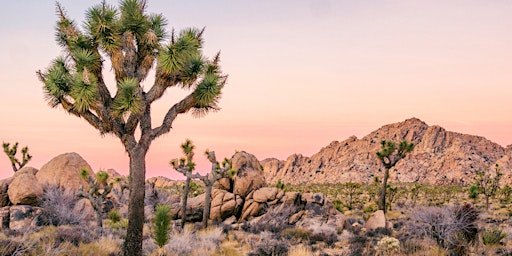 Palm Springs & Joshua Tree: National Park Self-Guided Tours  primärbild