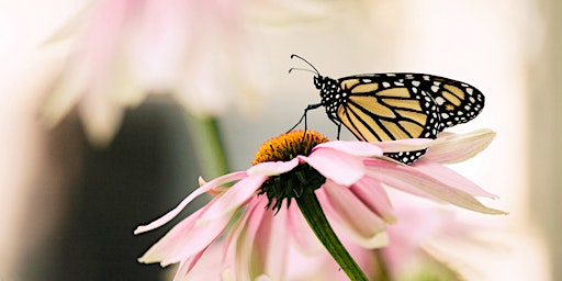 The Butterfly Pavilion Presents: Colorado Pollinators primary image