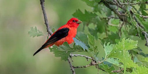 Birds and Blooms @ Sapsucker Woods