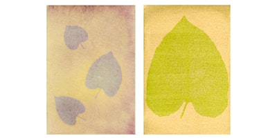 Immagine principale di Sustainable Printing Workshop: Anthotypes 