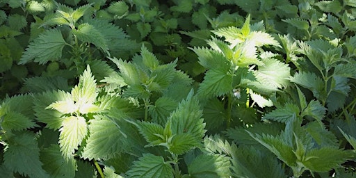 Nettles! learn it’s uses, forage for dinner and making nettle bracelets primary image
