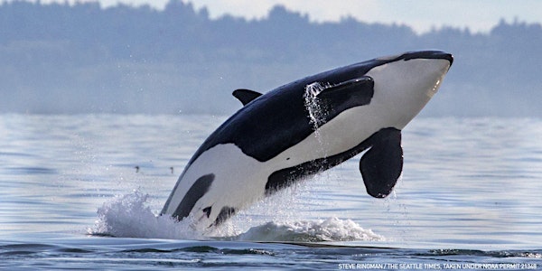 The Seattle Times Presents "Hostile Waters: Orcas 