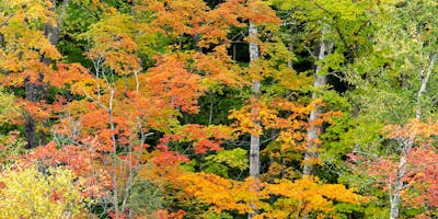 Autumn Nature Photography At Duke Gardens Hands On Durham Nc Du