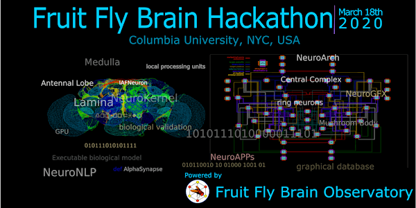 Fruit Fly Brain Hackathon 2020