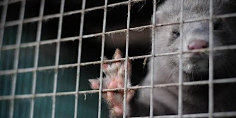 Image principale de The Welfare of Animals on EU Fur Farms