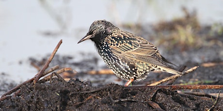 Super Starlings for Home Educated Children at RSPB Ham Wall primary image