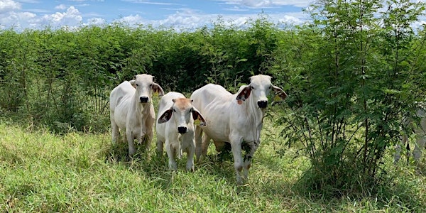 Leucaena field day at Starbright Station