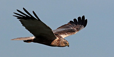 Marsh Harrier Survey & Breakfast  primary image