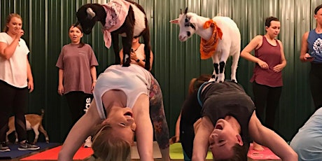 Indoor Goat Yoga by Shenanigoats primary image