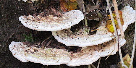 Fungi Foray : Badock's Wood