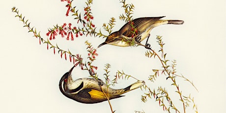 Birds of Tasmania @ Latrobe Library primary image