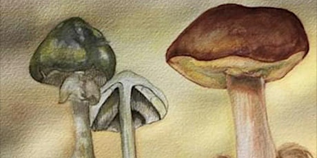 49th annual MSSF Fungus Fair ‒ December 8 primary image