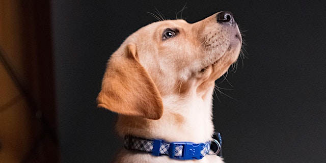 Image principale de Basic Dog Training | Tractor Supply Co. Alma (5 week session)