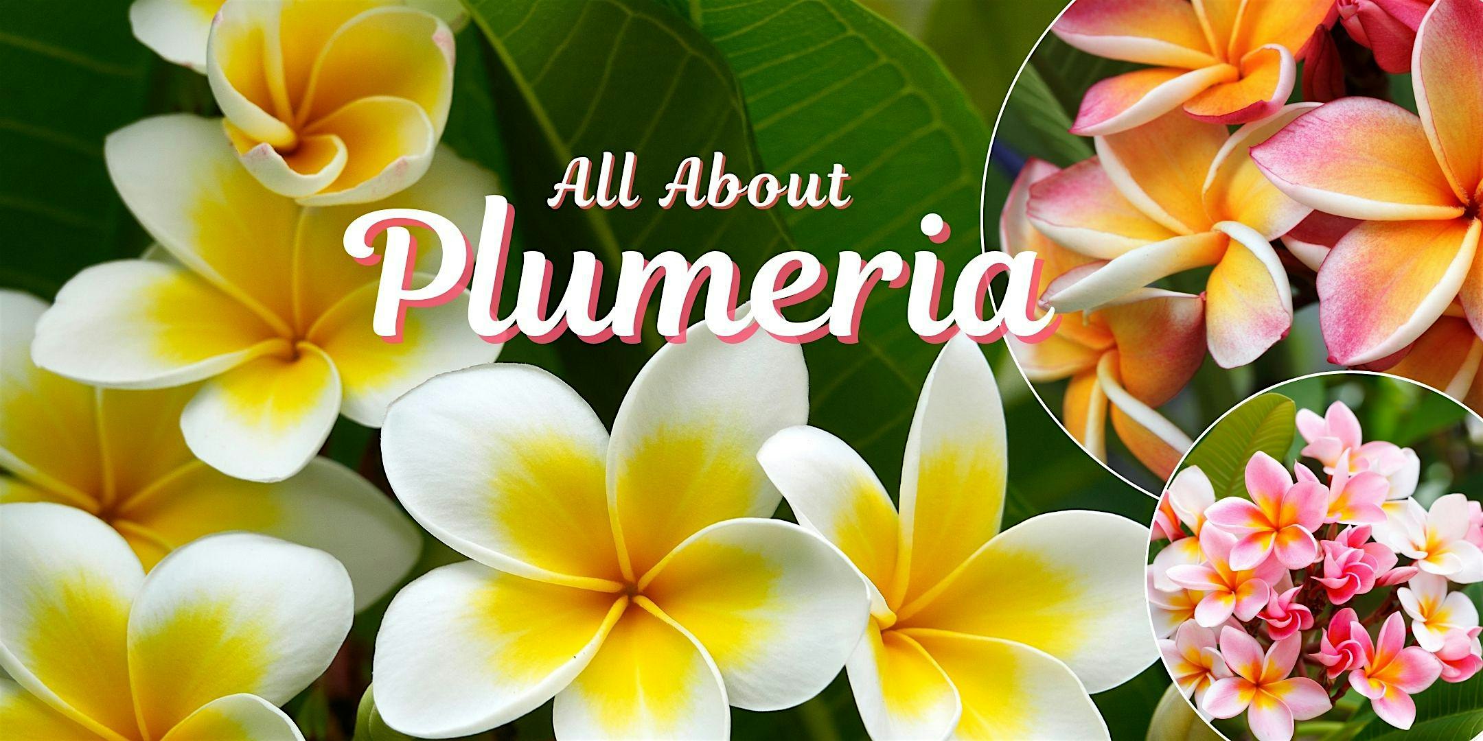 All About Plumeria and Other Tropical Plants - Free Class