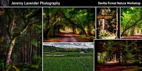 Nature trail in Devilla forest - Professional Landscape Photography Workshop for Beginners primary image