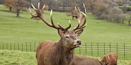 Christmas Deer Feeding at Ashton Court Estate primary image