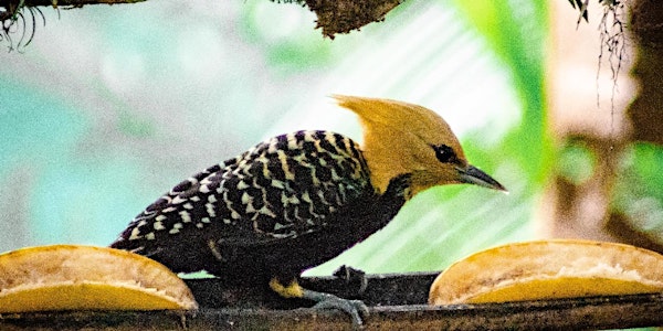 Saída Fotográfica para Observação de Pássaros na Juréia