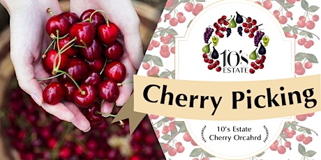 Cherry Picking at 10's Estate in Mudgee (14 - 17 Nov 2019) primary image