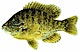 Organizer profile image