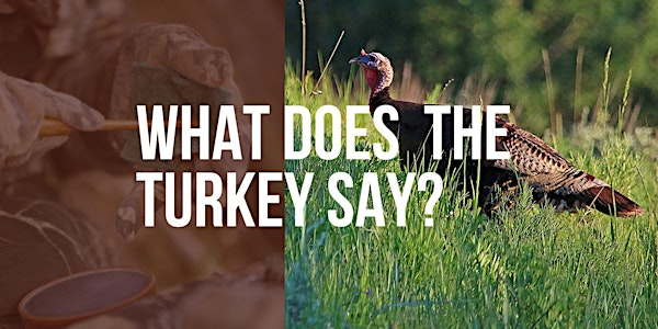 What Does a Turkey Say?