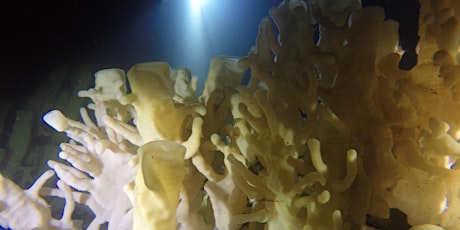 Speaker Event - Diving the deep glass sponge primary image
