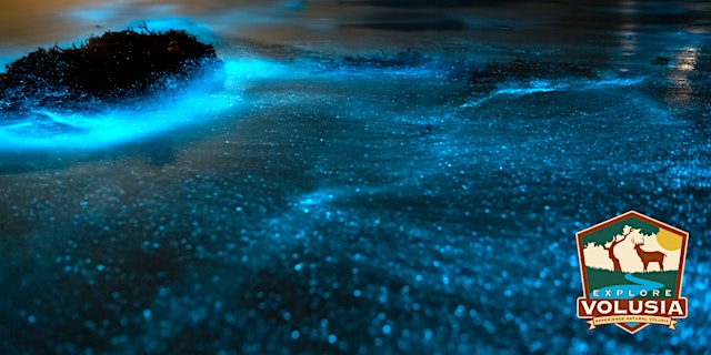 Image principale de Bioluminescence Paddle
