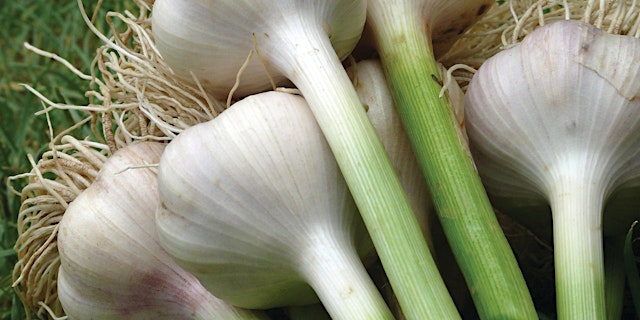Hauptbild für Garlic Growing Workshop