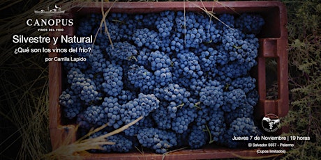 Imagen principal de Silvestre y Natural ¿Qué son los vinos del frío?