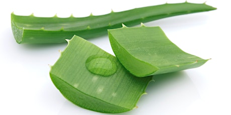 Enhance Your Health With Aloe Vera primary image